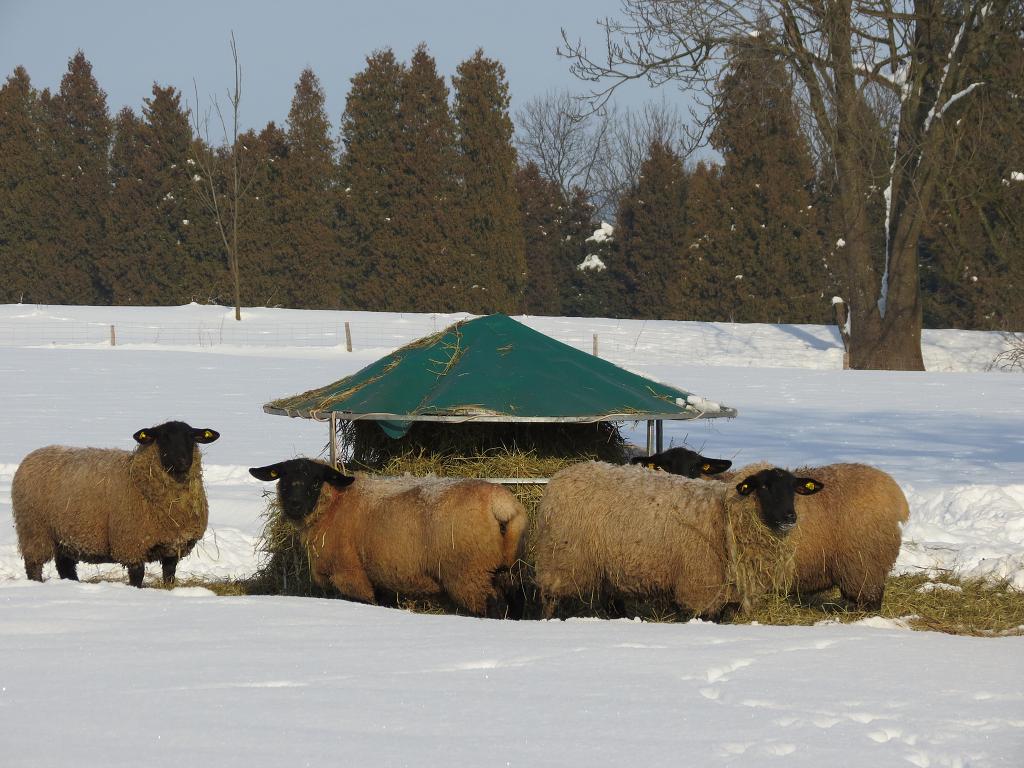 Chov ovcí, 29. ledna 2012 11:21:54