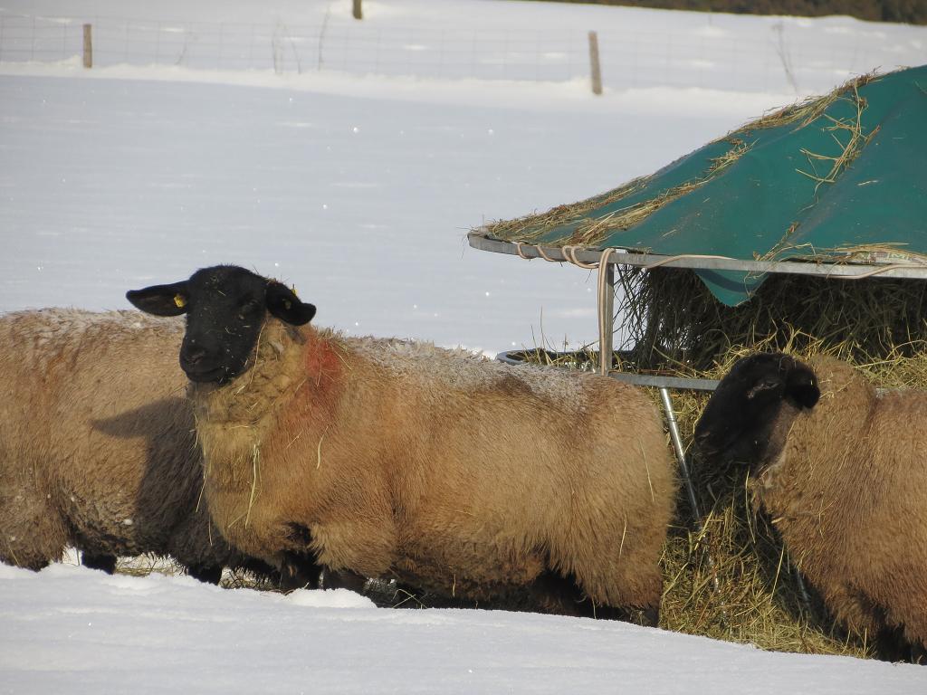 Chov ovcí, 29. ledna 2012 11:24:33