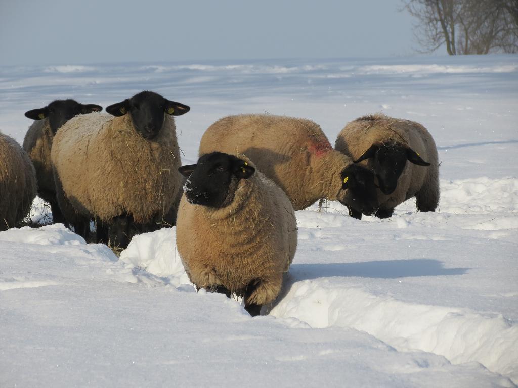 Chov ovcí, 29. ledna 2012 11:25:45