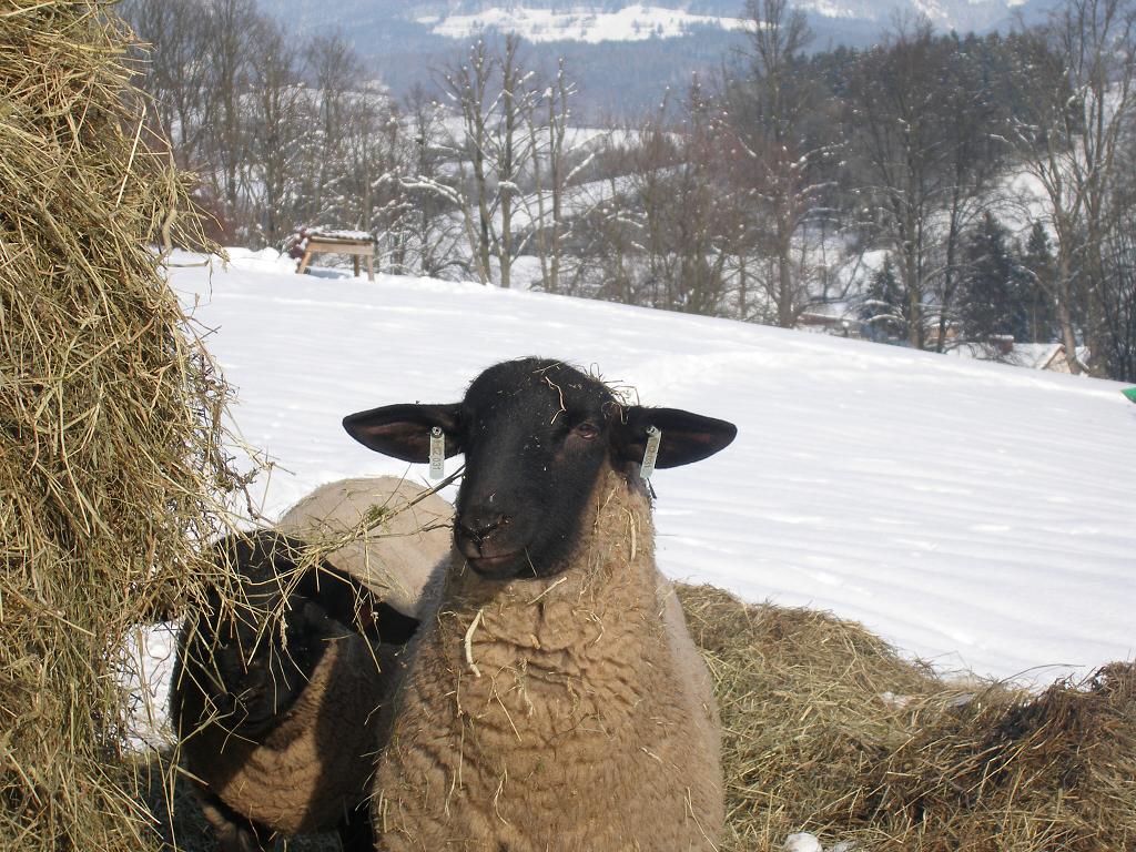 Chov ovcí, 29. ledna 2012 14:12:53