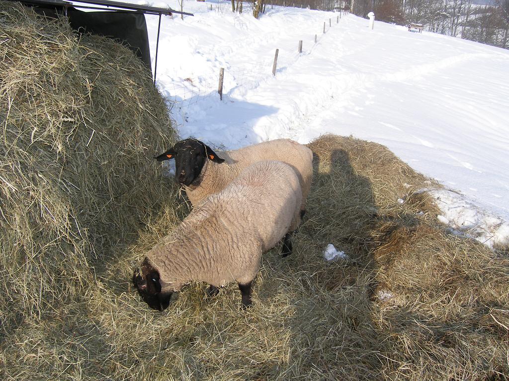 Chov ovcí, 29. ledna 2012 14:13:27