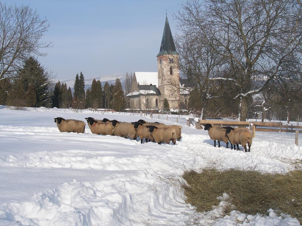 Chov ovcí, 29. ledna 2012 14:37:06