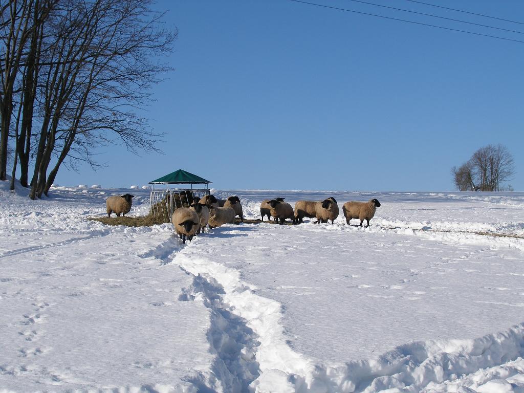 Chov ovcí, 2. února 2012 12:12:11