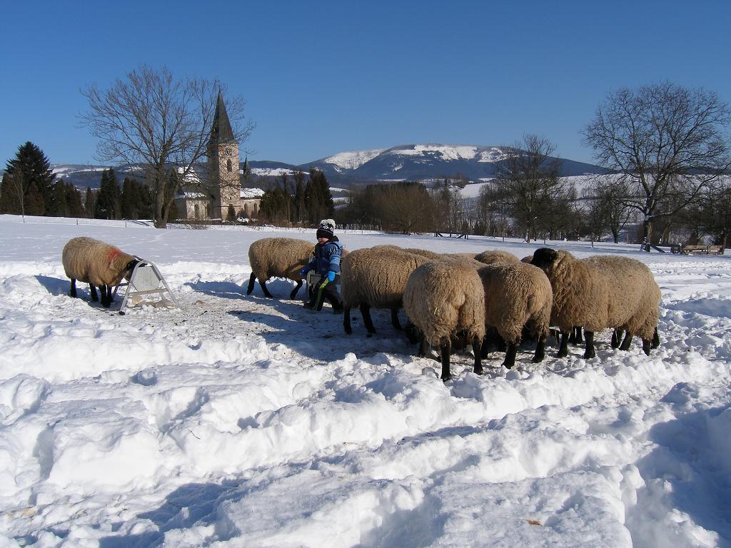 Chov ovcí, 2. února 2012 12:18:38