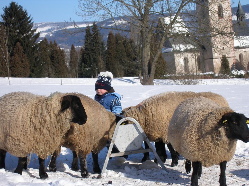 Chov ovcí, 2. února 2012 12:19:31