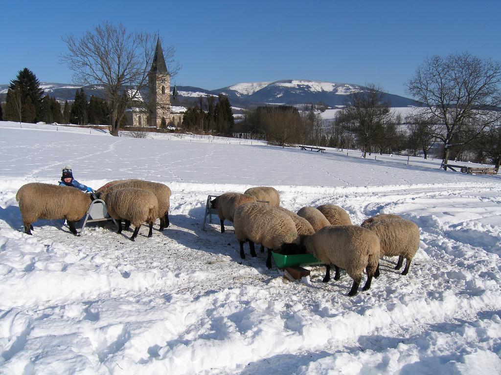 Chov ovcí, 2. února 2012 12:19:45