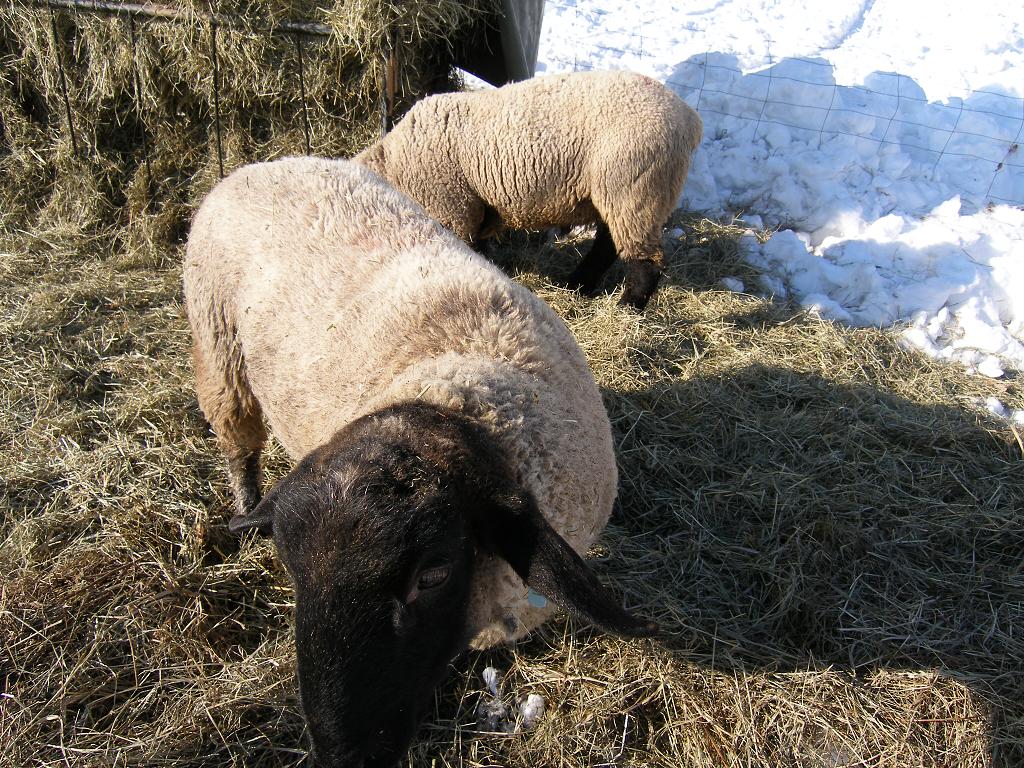 Chov ovcí, 2. února 2012 13:01:02