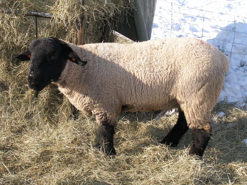 Chov ovcí, 2. února 2012 13:01:09