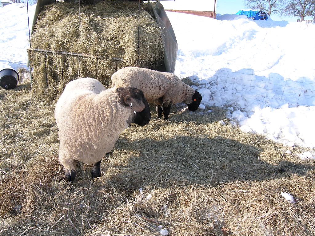 Chov ovcí, 2. února 2012 13:02:52