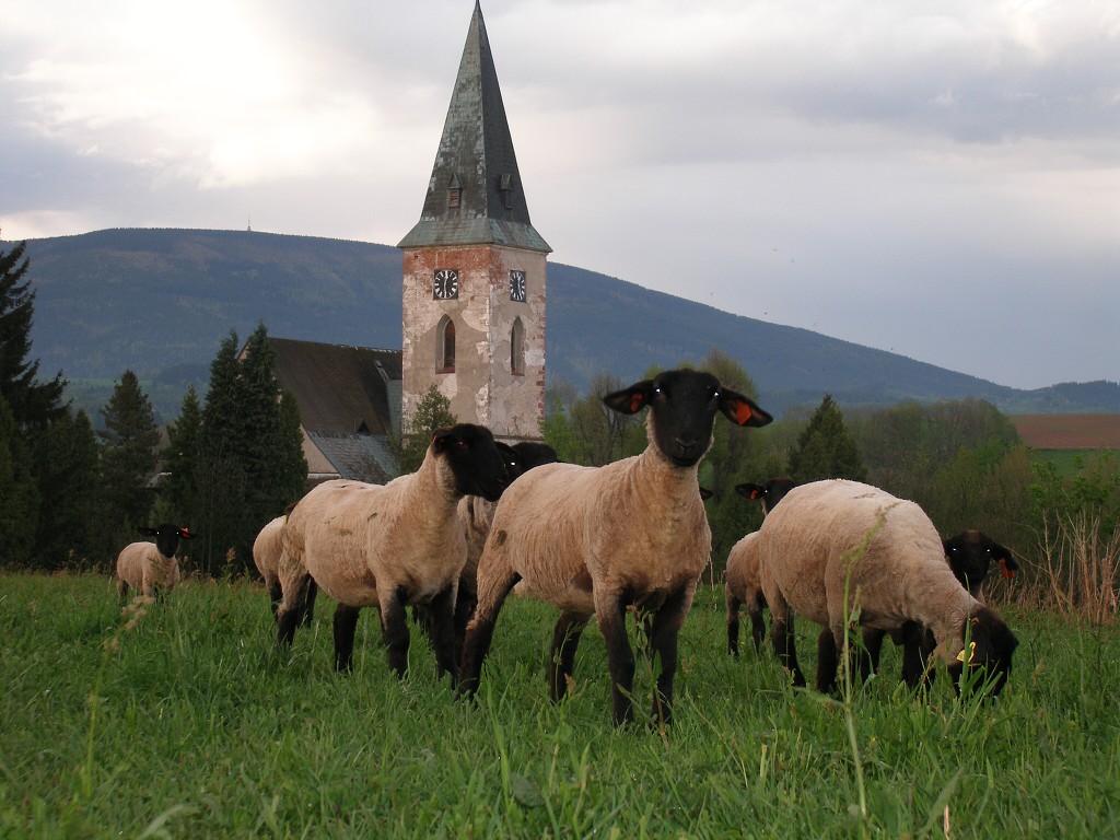 Chov ovcí a skotu 9. května 2013 19:41:22
