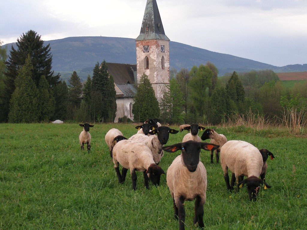 Chov ovcí a skotu 9. května 2013 19:41:30