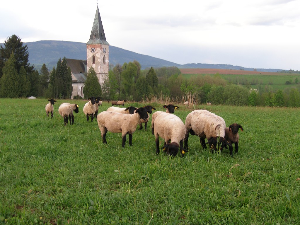 Chov ovcí a skotu 9. května 2013 19:41:38