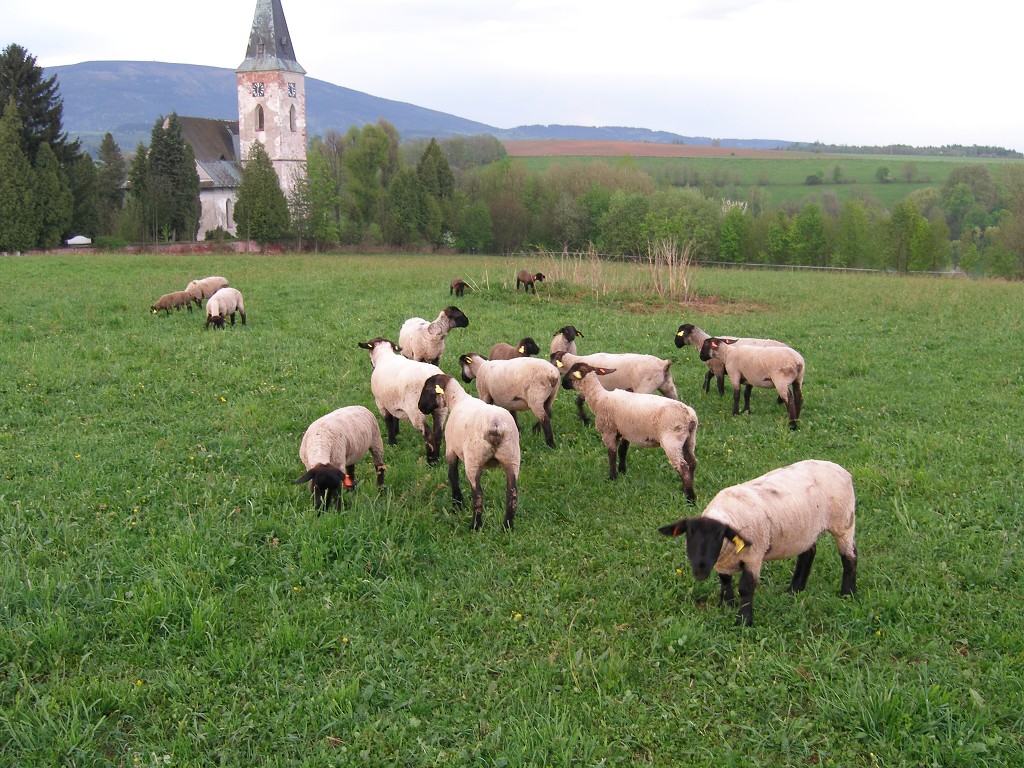 Chov ovcí a skotu 9. května 2013 19:42:50