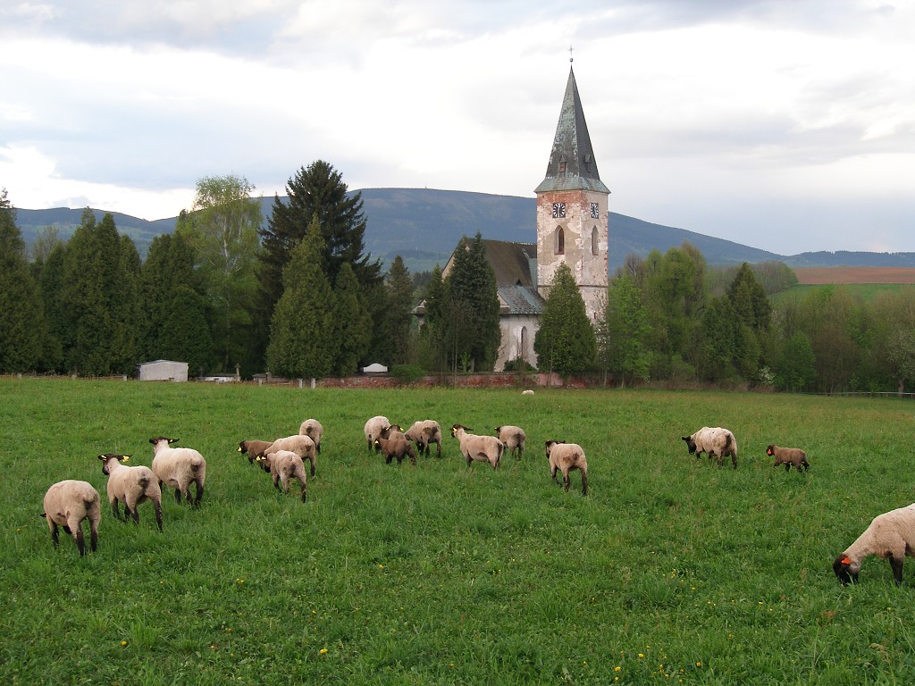 Chov ovcí a skotu 9. května 2013 19:43:21