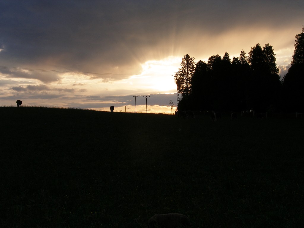 Chov ovcí a skotu 9. května 2013 20:00:27