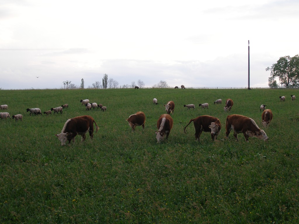 Chov ovcí a skotu 9. května 2013 20:04:49
