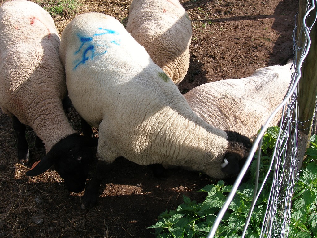 Chov ovcí a skotu 18. května 2013 16:52:10