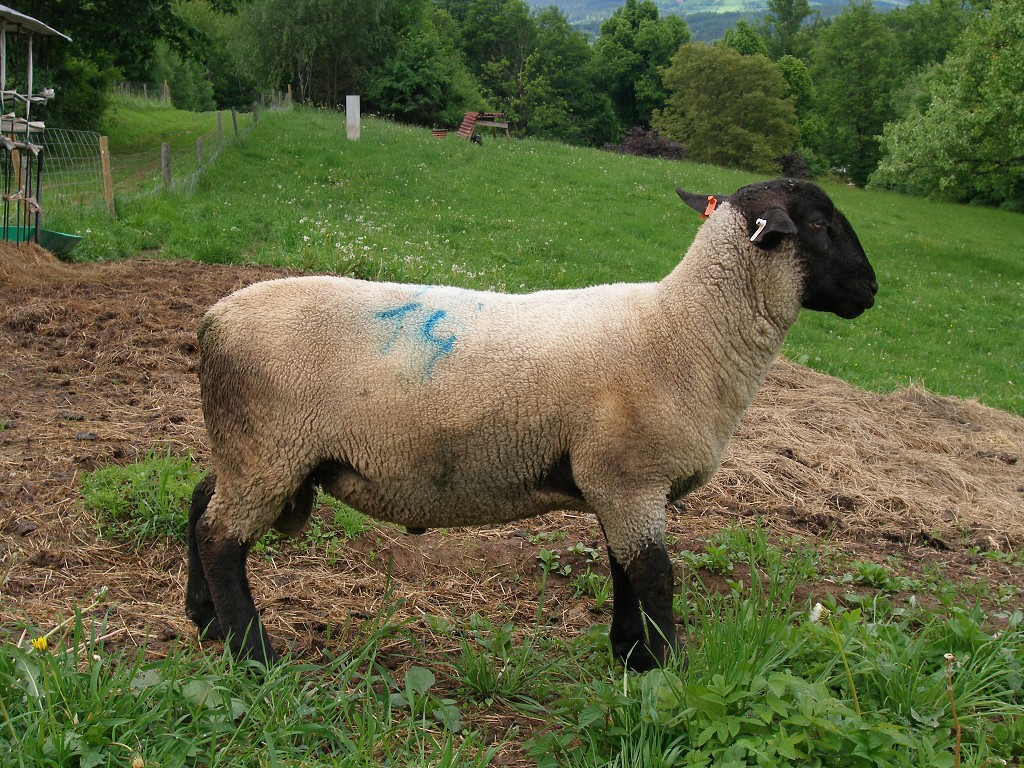 Chov ovcí a skotu 31. května 2013 16:08:01