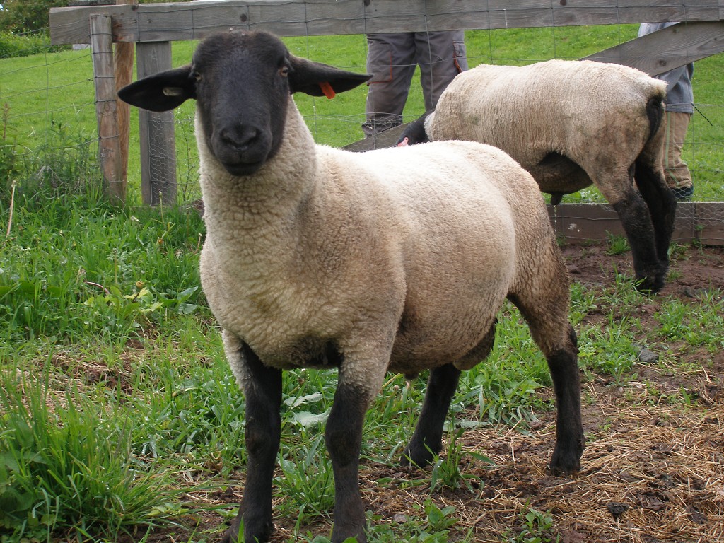 Chov ovcí a skotu 31. května 2013 16:08:39