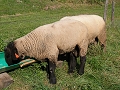 Skot a ovce 11
