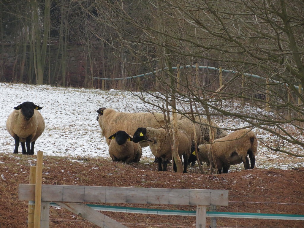Chov ovcí a skotu 2. února 2014 12:09:36