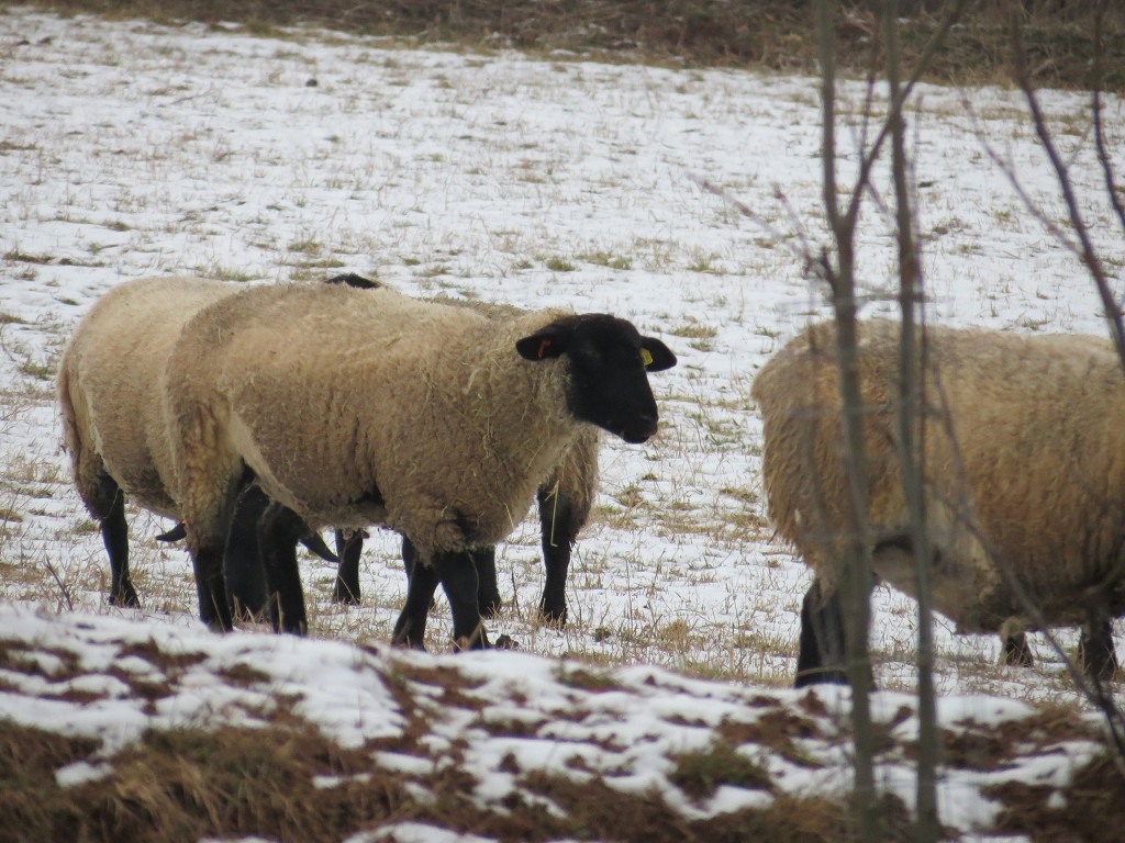Chov ovcí a skotu 2. února 2014 12:10:20