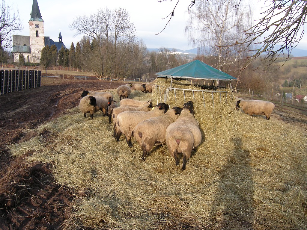 Chov ovcí a skotu 13. února 2014 16:15:50