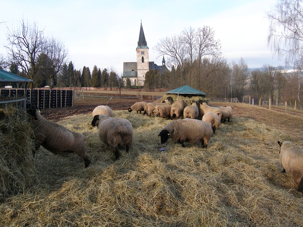 Chov ovcí a skotu 13. února 2014 16:16:21