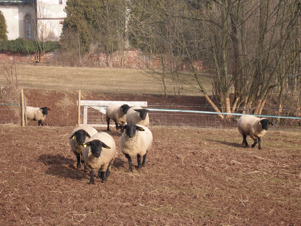 Chov ovcí a skotu 18. února 2014 11:22:27