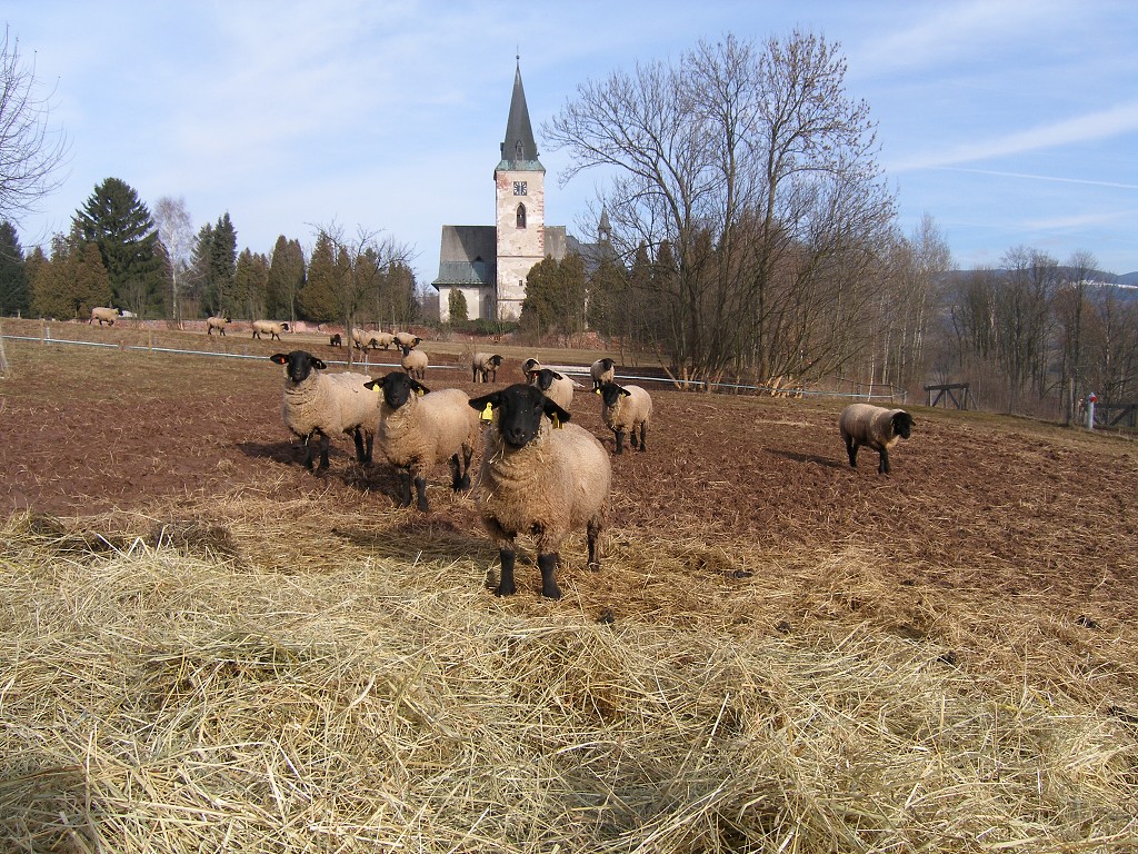 Chov ovcí a skotu 18. února 2014 11:22:40