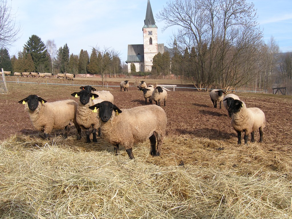 Chov ovcí a skotu 18. února 2014 11:22:54