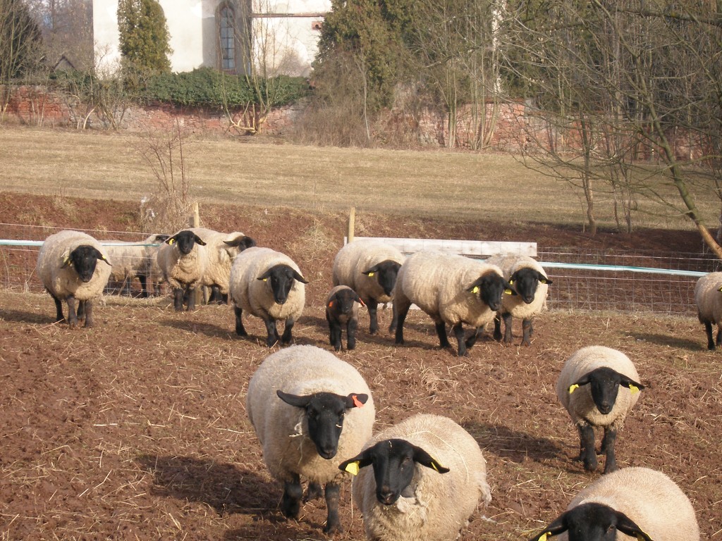 Chov ovcí a skotu 18. února 2014 11:23:24