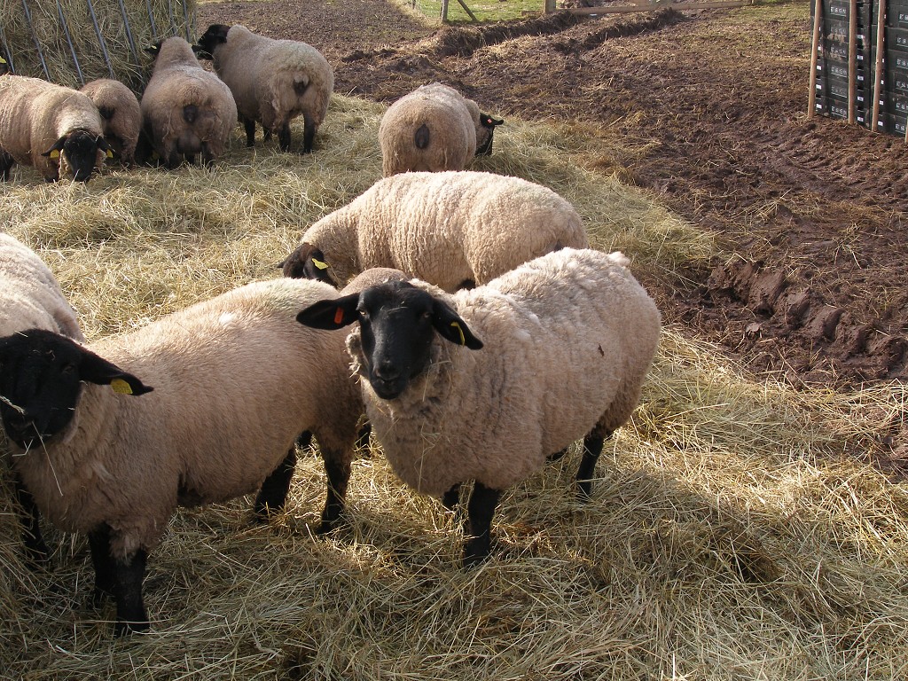 Chov ovcí a skotu 18. února 2014 11:26:38