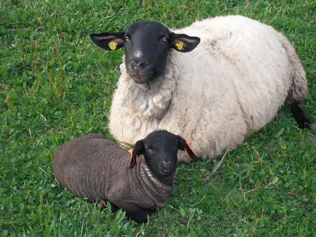Chov ovcí a skotu 12. dubna 2014 18:16:43
