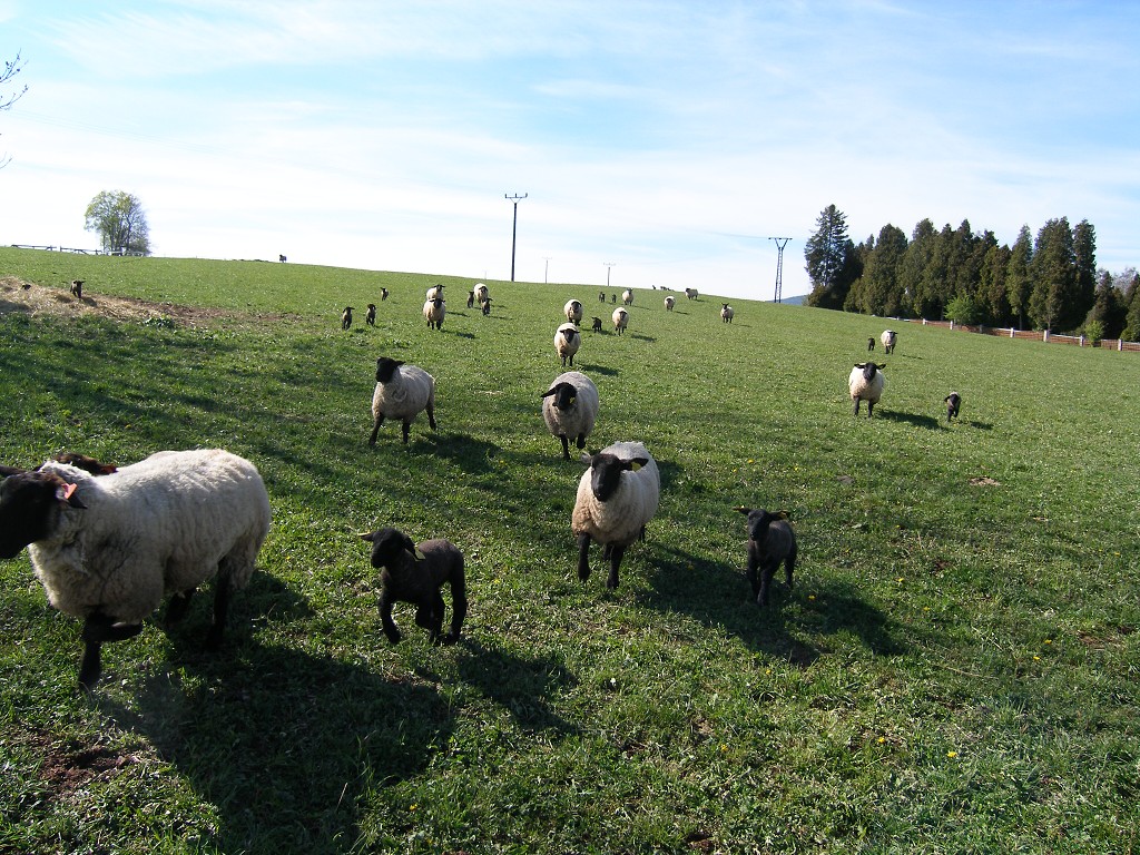 Chov ovcí a skotu 17. dubna 2014 15:55:02