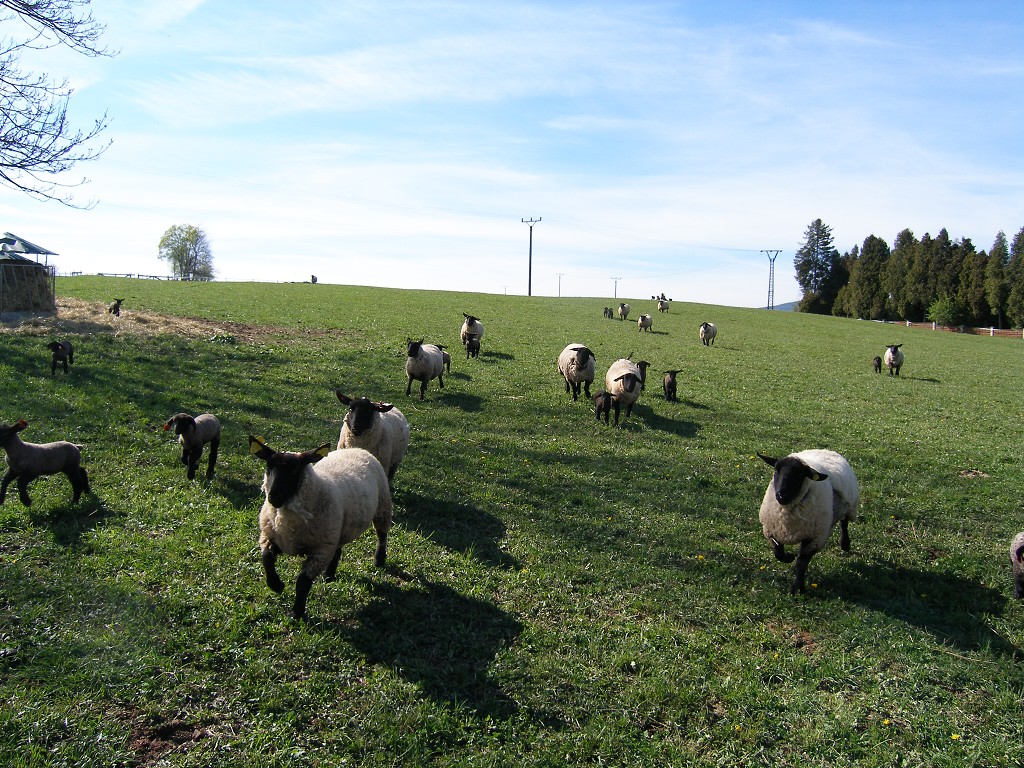 Chov ovcí a skotu 17. dubna 2014 15:55:05