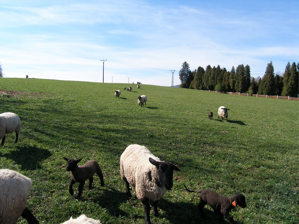 Chov ovcí a skotu 17. dubna 2014 15:55:09