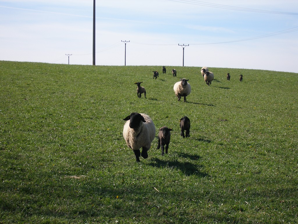 Chov ovcí a skotu 17. dubna 2014 15:55:16