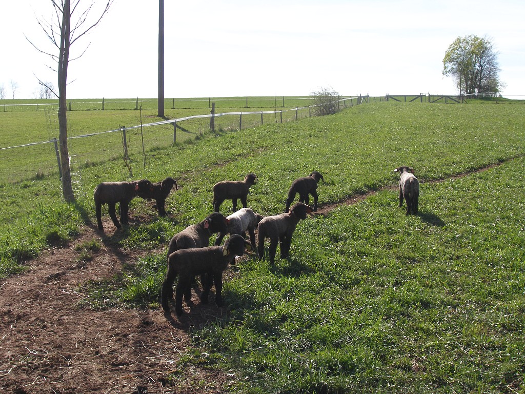 Chov ovcí a skotu 17. dubna 2014 16:07:38
