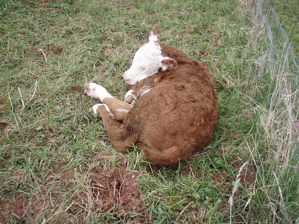 Chov ovcí a skotu 18. dubna 2014 10:45:02