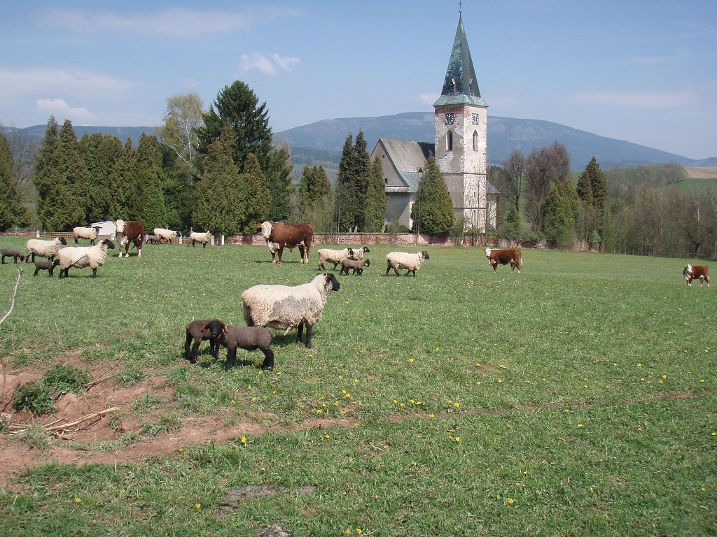 Chov ovcí a skotu 19. dubna 2014 13:30:55
