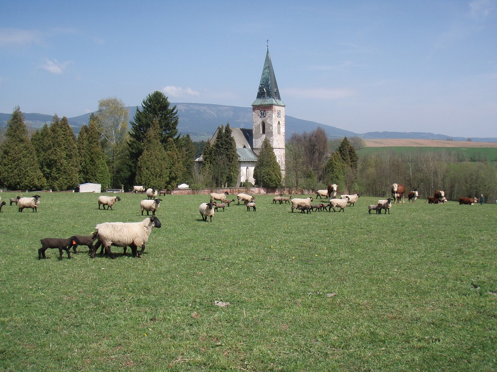 Chov ovcí a skotu 19. dubna 2014 13:31:13