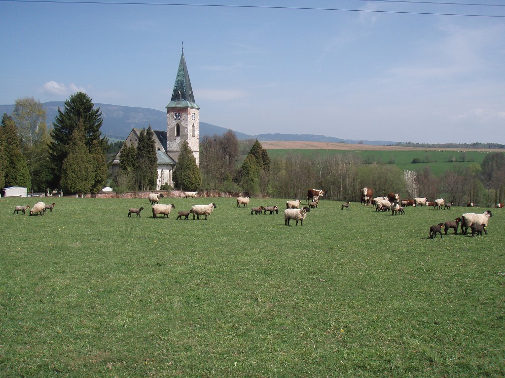 Chov ovcí a skotu 19. dubna 2014 13:31:22