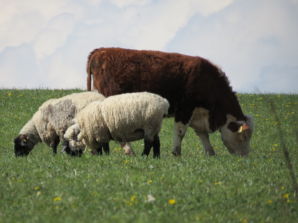 Chov ovcí a skotu 20. dubna 2014 13:52:12