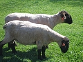 Skot a ovce 29