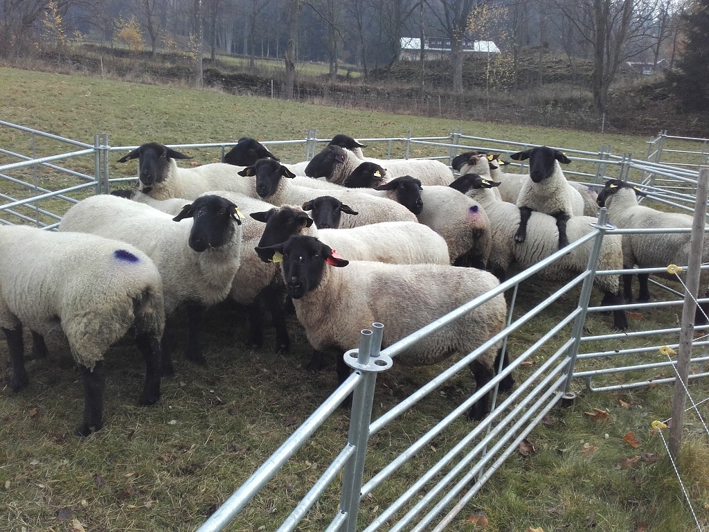 Skot a ovce 48
