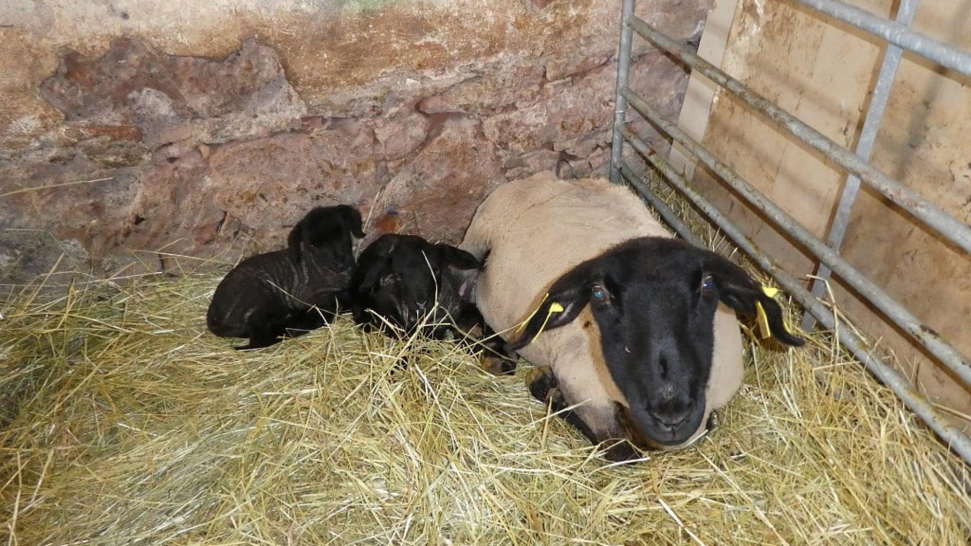 prisvich-farma-u-svateho-jakuba10