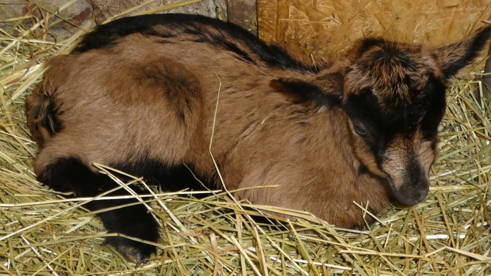 prisvich-farma-u-svateho-jakuba11