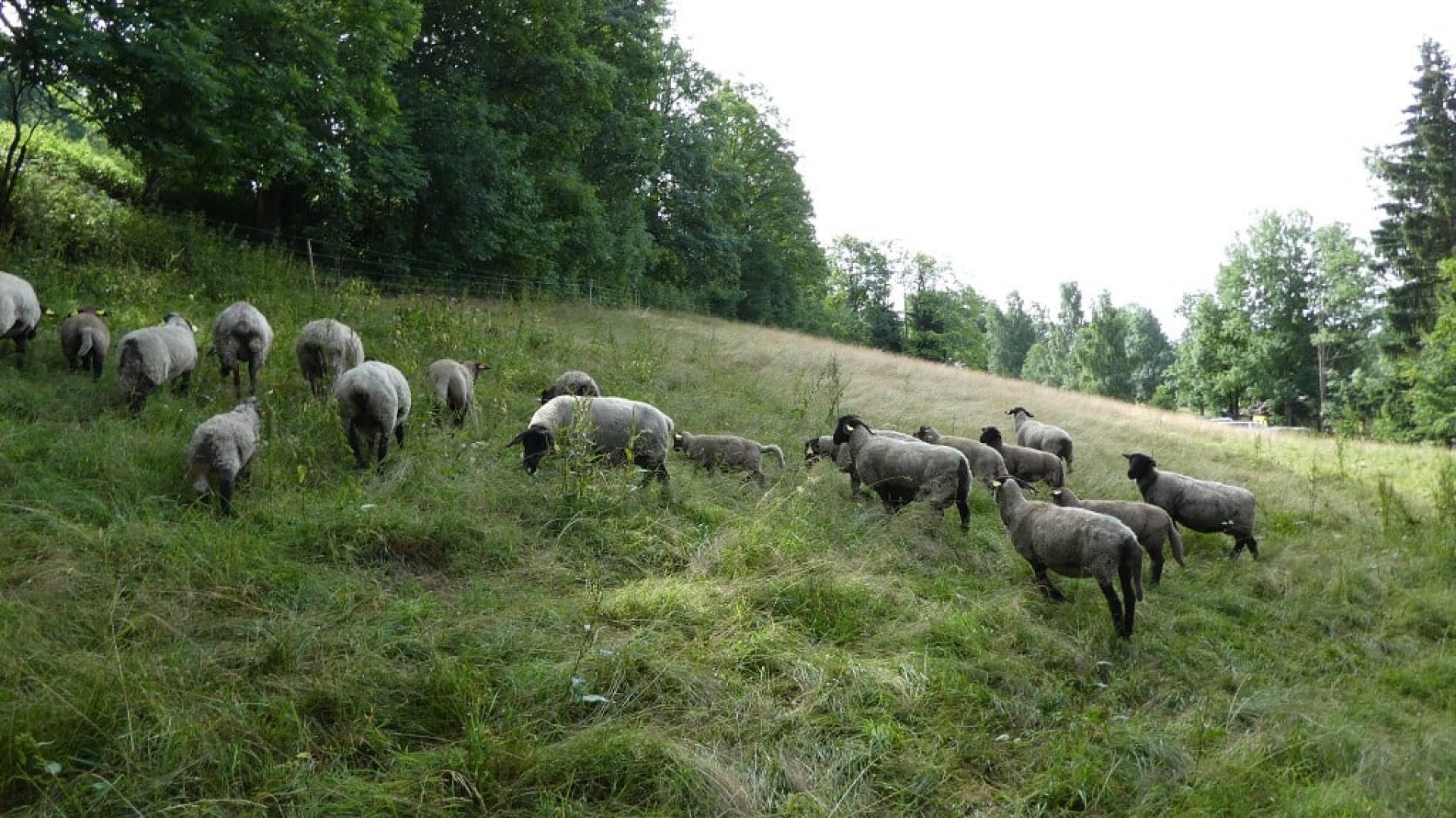 prisvich-farma-u-svateho-jakuba14