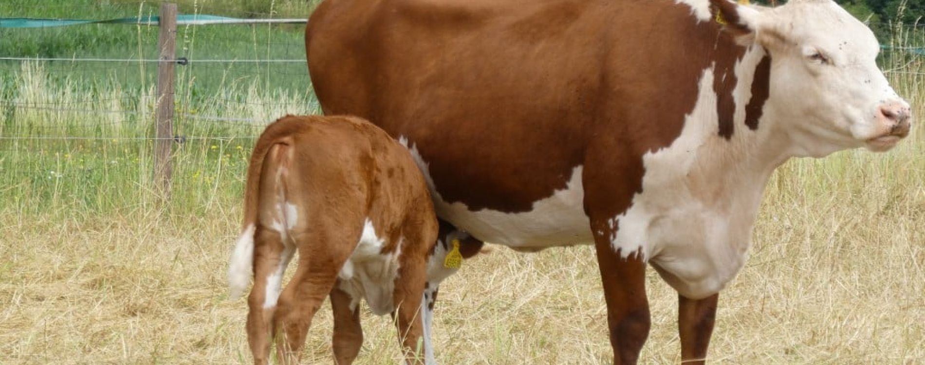 prisvich-farma-u-svateho-jakuba15